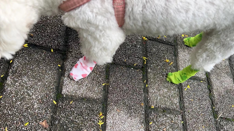 Husdjurshäst Hund Katt Veterinärsår Elastiskt sammanhängande bandage Självhäftande omslagstejp
