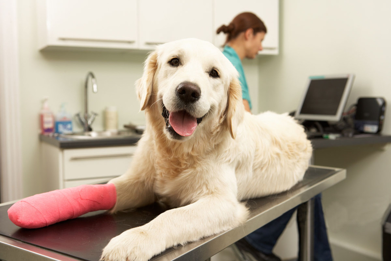 Husdjurshäst Hund Katt Veterinärsår Elastiskt sammanhängande bandage Självhäftande omslagstejp